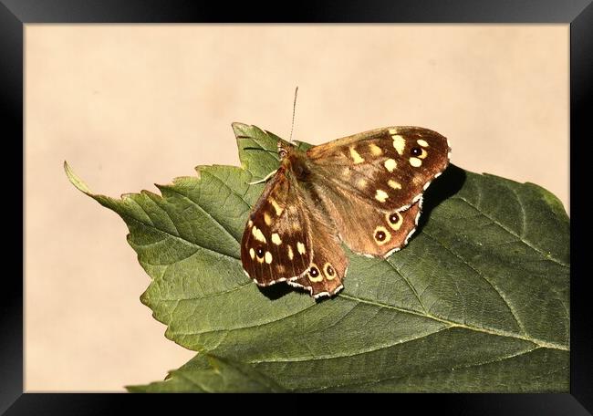 Speckled Wood Butterfly in Ivybridge Framed Print by Bryan 4Pics