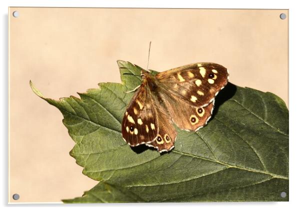 Speckled Wood Butterfly in Ivybridge Acrylic by Bryan 4Pics