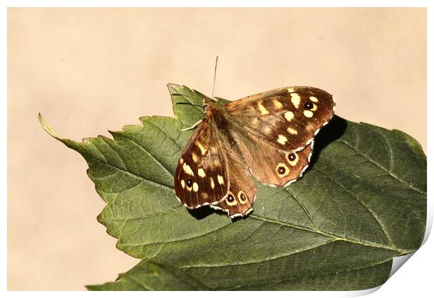 Speckled Wood Butterfly in Ivybridge Print by Bryan 4Pics