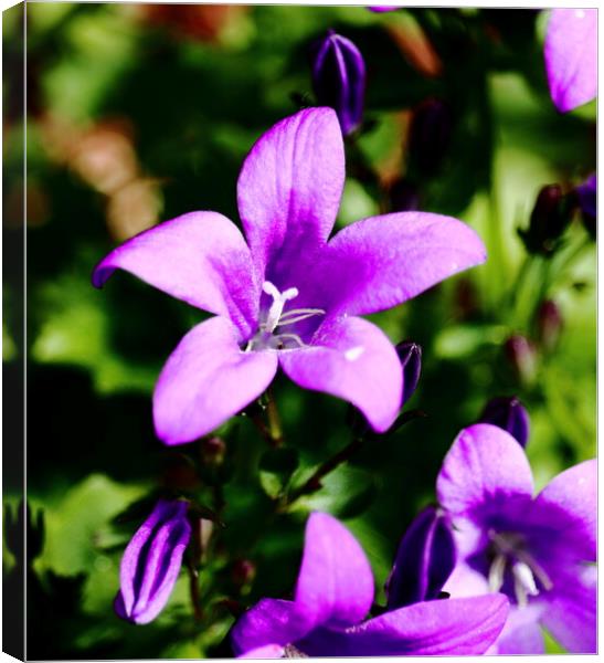 Purple Wall Bell Flower Canvas Print by Bryan 4Pics
