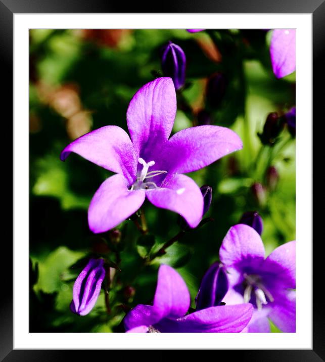 Purple Wall Bell Flower Framed Mounted Print by Bryan 4Pics