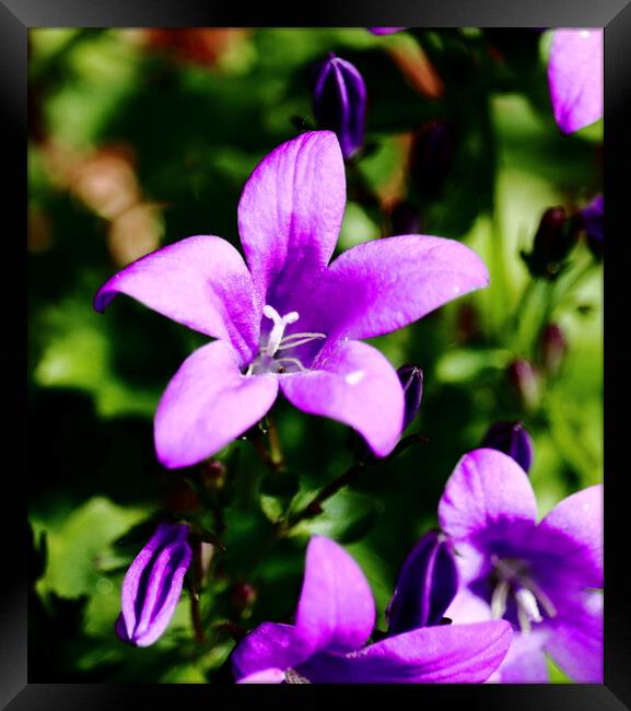 Purple Wall Bell Flower Framed Print by Bryan 4Pics