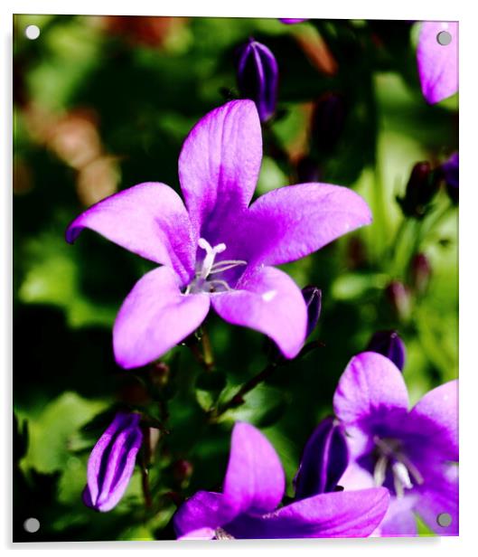 Purple Wall Bell Flower Acrylic by Bryan 4Pics