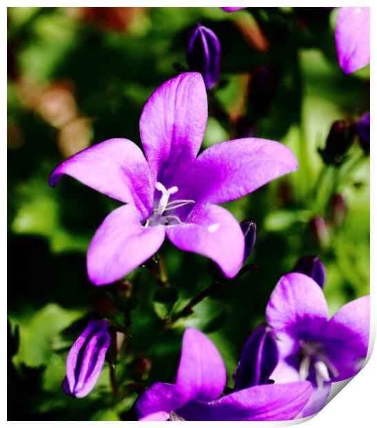 Purple Wall Bell Flower Print by Bryan 4Pics