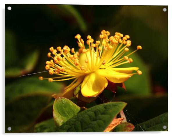 Yellow Flowers Berries Devon Acrylic by Bryan 4Pics