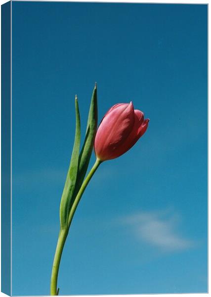 Tulip Canvas Print by Richard Masters