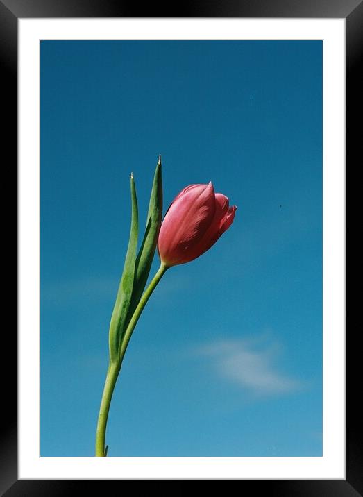 Tulip Framed Mounted Print by Richard Masters
