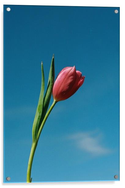Tulip Acrylic by Richard Masters
