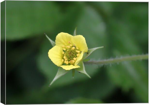 Yellow Wood Avens Nature Canvas Print by Bryan 4Pics