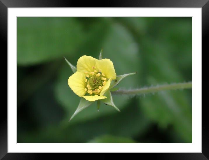 Yellow Wood Avens Nature Framed Mounted Print by Bryan 4Pics