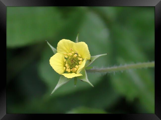 Yellow Wood Avens Nature Framed Print by Bryan 4Pics