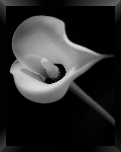 Black & White Lily Framed Print by Abdul Kadir Audah