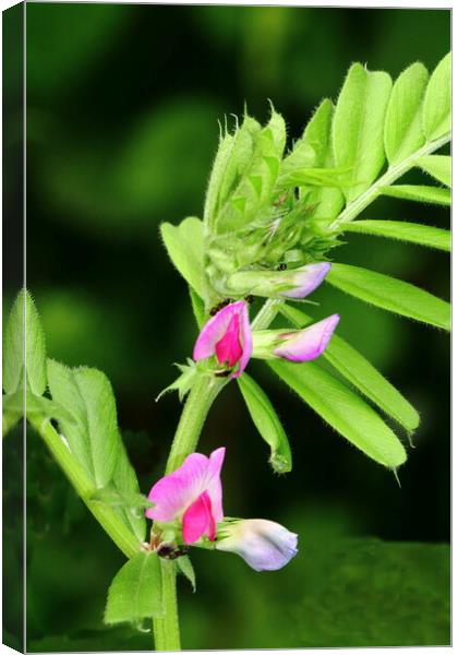 Common Vetch Nature Bloom Canvas Print by Bryan 4Pics