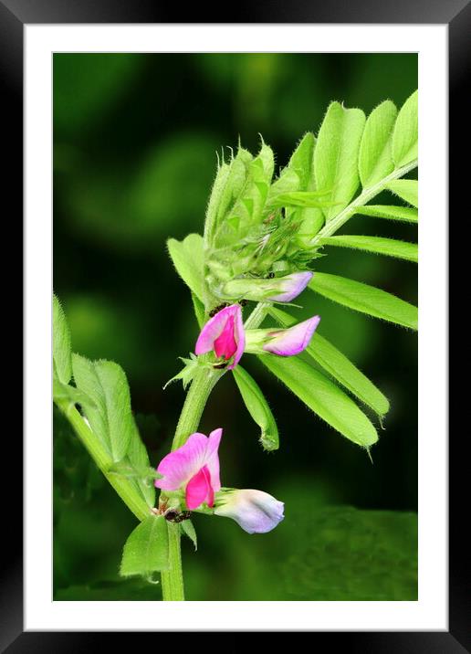 Common Vetch Nature Bloom Framed Mounted Print by Bryan 4Pics