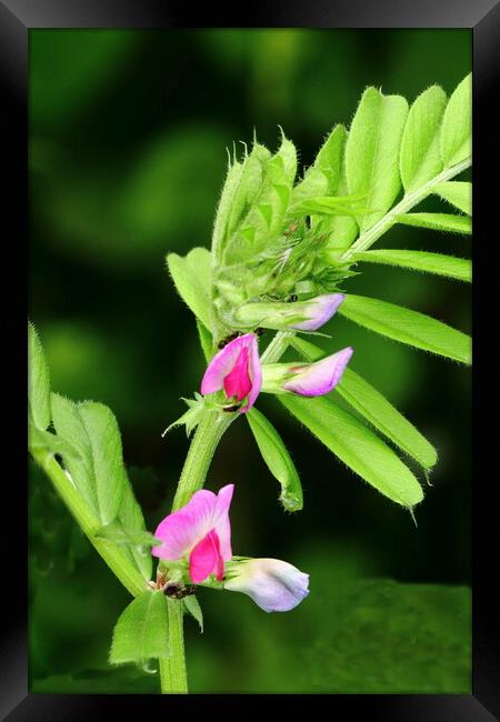 Common Vetch Nature Bloom Framed Print by Bryan 4Pics