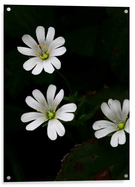 Greater Stitchwort Wildflower in Devon Acrylic by Bryan 4Pics
