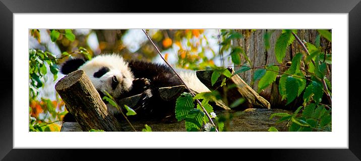 Sleepy Panda Framed Mounted Print by Ciobanu Razvan