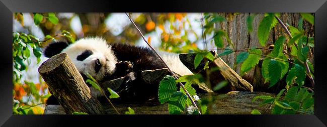 Sleepy Panda Framed Print by Ciobanu Razvan