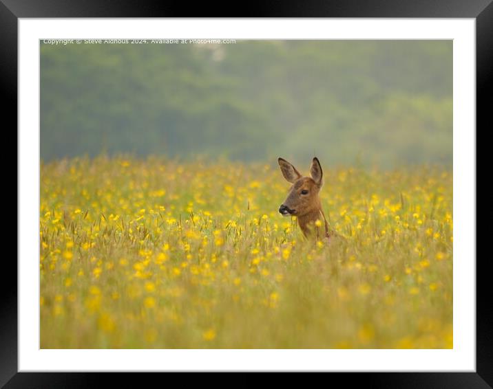 Doe deer in meadow  Framed Mounted Print by Steve Aldhous