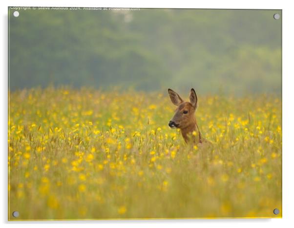 Doe deer in meadow  Acrylic by Steve Aldhous