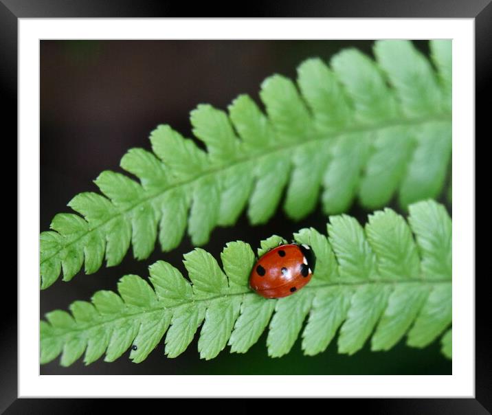 Ivybridge Ladybird Nature Framed Mounted Print by Bryan 4Pics