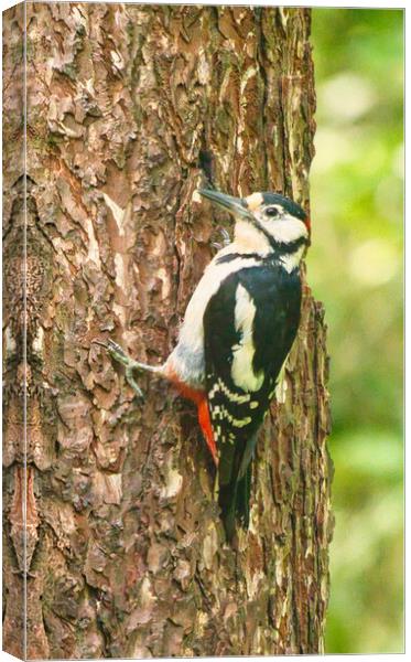 Great Spotted Woodpecker Canvas Print by chris hyde