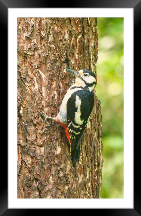 Great Spotted Woodpecker Framed Mounted Print by chris hyde