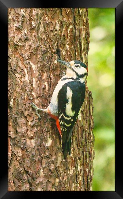 Great Spotted Woodpecker Framed Print by chris hyde