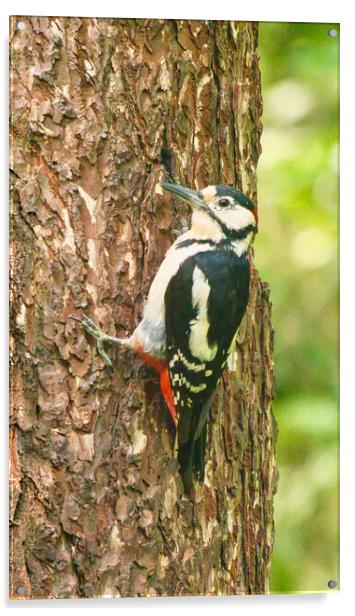 Great Spotted Woodpecker Acrylic by chris hyde