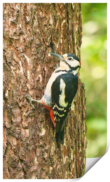 Great Spotted Woodpecker Print by chris hyde