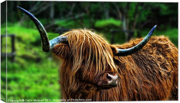 The Highland Coo Canvas Print by Colin Metcalf