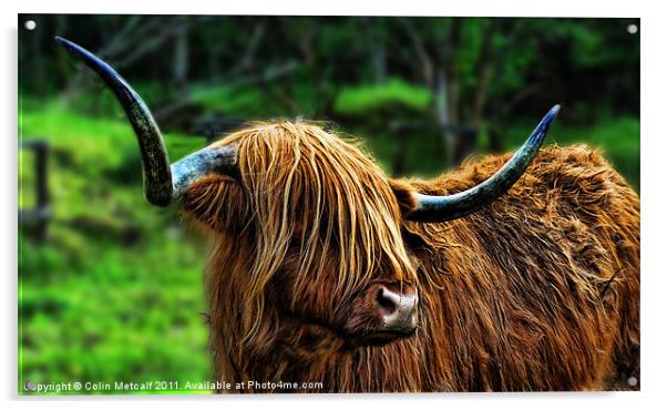 The Highland Coo Acrylic by Colin Metcalf