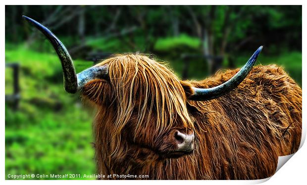 The Highland Coo Print by Colin Metcalf