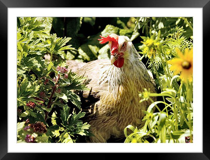 The Garden Chicken Framed Mounted Print by Elaine Manley