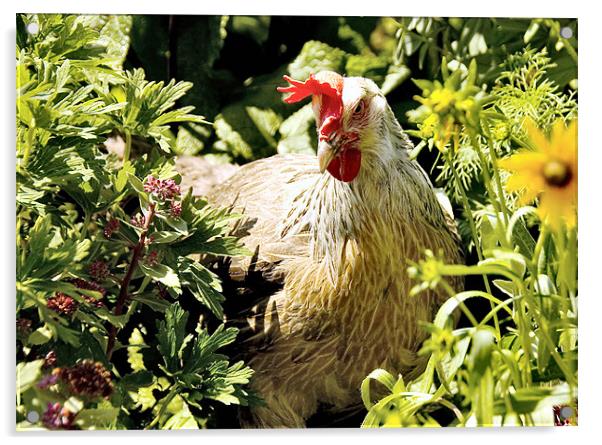 The Garden Chicken Acrylic by Elaine Manley