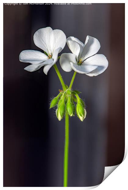 Geranium clarkei 'Kashmir White' cranesbill Print by Tom McPherson