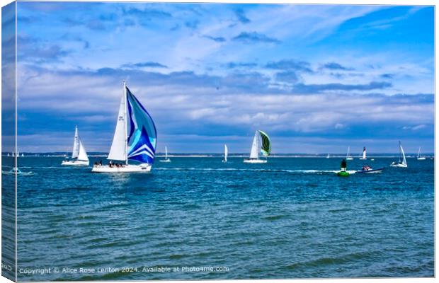 Isle of Wight Boat Race Canvas Print by Alice Rose Lenton
