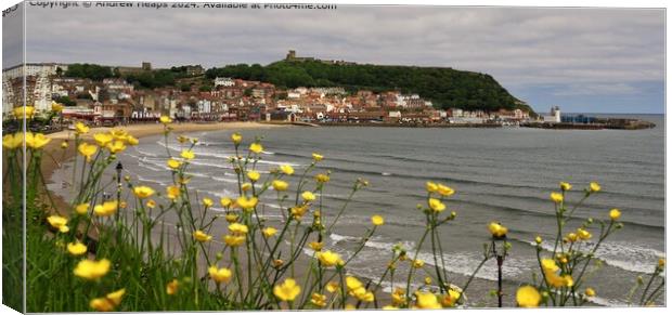 Scarborough Coastline with Buttercup flowers Canvas Print by Andrew Heaps