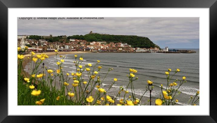Scarborough Coastline with Buttercup flowers Framed Mounted Print by Andrew Heaps