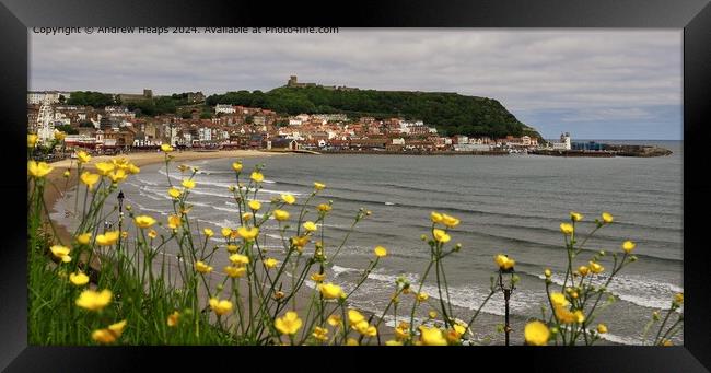 Scarborough Coastline with Buttercup flowers Framed Print by Andrew Heaps