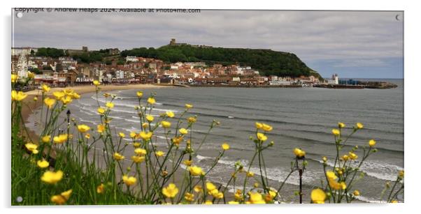 Scarborough Coastline with Buttercup flowers Acrylic by Andrew Heaps