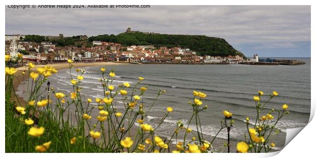Scarborough Coastline with Buttercup flowers Print by Andrew Heaps