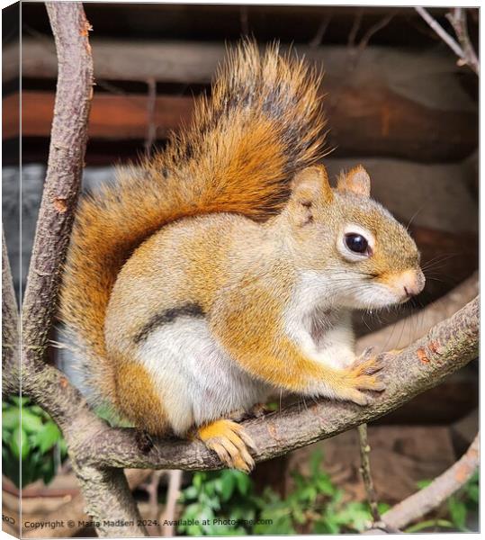 Red Squirrel Sharpness Close-Up Canvas Print by Maria Madsen