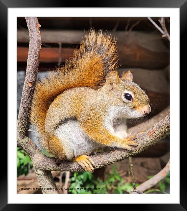Red Squirrel Sharpness Close-Up Framed Mounted Print by Maria Madsen