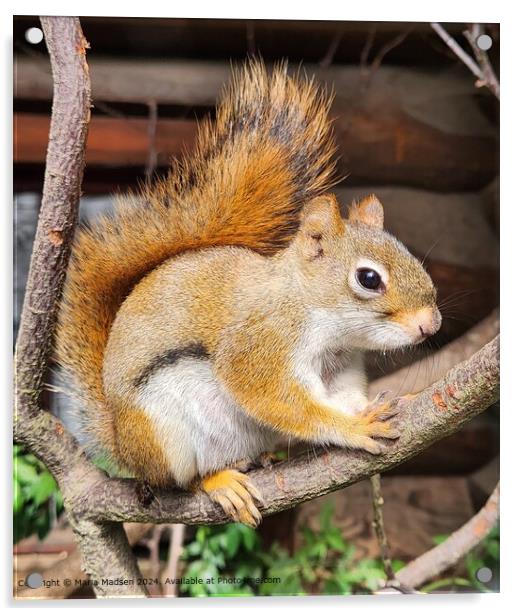 Red Squirrel Sharpness Close-Up Acrylic by Maria Madsen