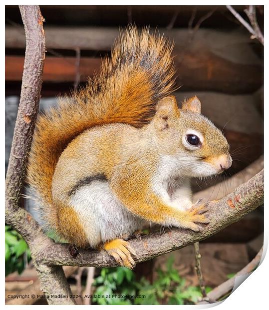 Red Squirrel Sharpness Close-Up Print by Maria Madsen