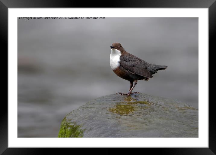 Dipper in the Rain Framed Mounted Print by Tom McPherson