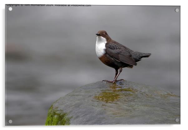 Dipper in the Rain Acrylic by Tom McPherson