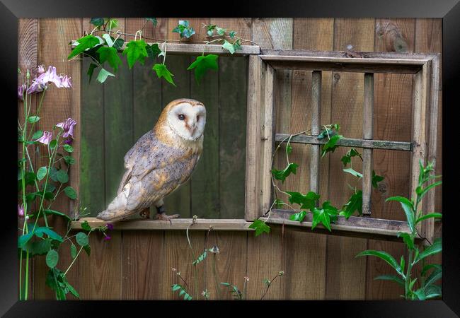 Barn owl Framed Print by Alan Tunnicliffe