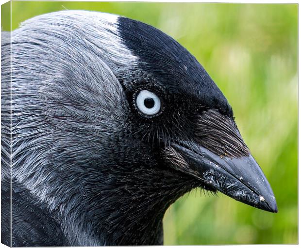 Jackdaw stare Canvas Print by Cliff Kinch